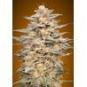 Somango Widow · Advanced Seeds · graines de cannabis ·  Fem