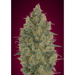 Sementes Strawberry Gum Feminizadas | Advanced Seeds | Sabor Chiclete