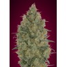 Graines Strawberry Gum Féminisées | Advanced Seeds | Goût Chewing-gum