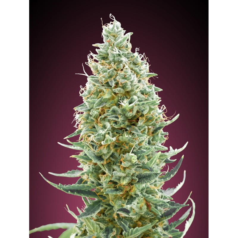 Amnesia Fast · Advanced Seeds · kaufen · cannabis samen · Fem