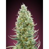 Amnesia Fast · Advanced Seeds · graines de cannabis · Fem
