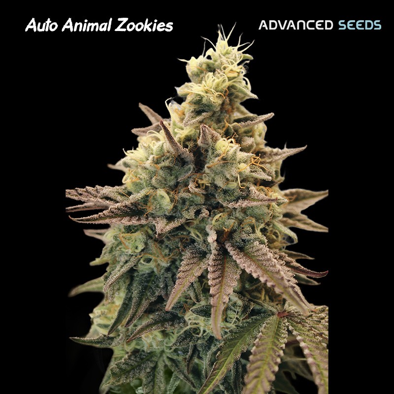 Auto Animal Zookies · Advanced Seeds · sementes de maconha · AutoFem