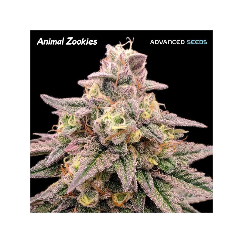 Animal Zookies · Advanced Seeds · sementes de maconha · Fem