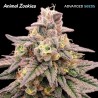 Animal Zookies · Advanced Seeds · sementes de maconha · Fem