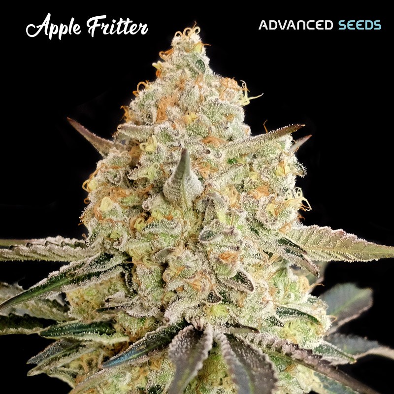 Apple Fritter · Advanced Seeds · cannabis seeds · Fem