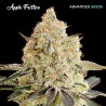 Apple Fritter · Advanced Seeds · graines de cannabis · Fem