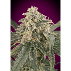 Auto Amnesia XXL · Advanced Seeds · graines de cannabis · AutoFem