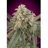 Auto Amnesia XXL · Advanced Seeds · sementes de maconha · AutoFem