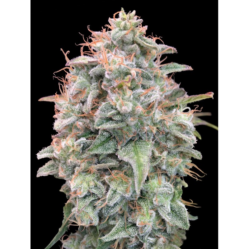 Auto Banana Cookies · Advanced Seeds · cannabis seeds · AutoFem