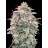 Auto Banana Cookies · Advanced Seeds · cannabis seeds · AutoFem
