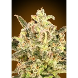 Auto Biodiesel Mass XXL · Advanced Seeds · graines de cannabis · AutoFem