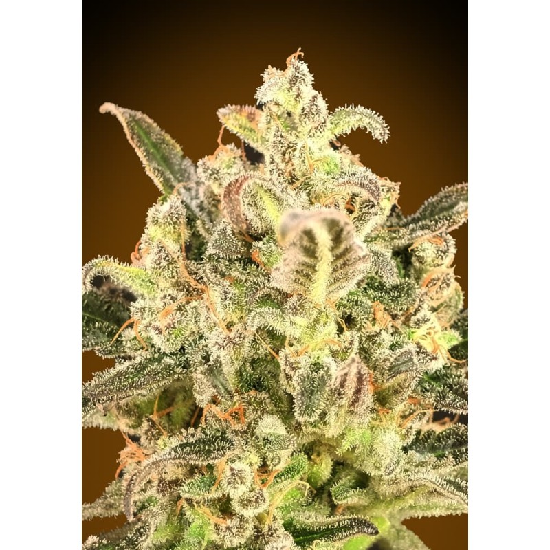 Auto Biodiesel Mass XXL · Advanced Seeds · cannabis seeds · AutoFem