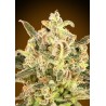 Auto Biodiesel Mass XXL · Advanced Seeds · sementes de maconha · AutoFem