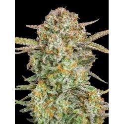 Auto Bruce Banner XXL · Advanced Seeds · kaufen · cannabis samen · AutoFem