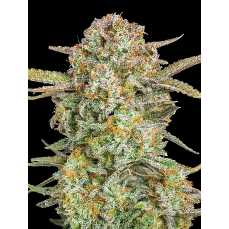 Auto Bruce Banner XXL · Advanced Seeds · kenevir tohum - Disi · AutoFem