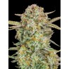 Auto Bruce Banner XXL · Advanced Seeds · kaufen · cannabis samen · AutoFem
