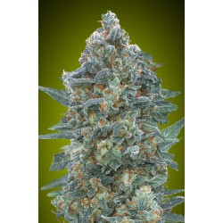 Auto Critical Lemon CBD · Advanced Seeds · kaufen · cannabis samen · AutoFem