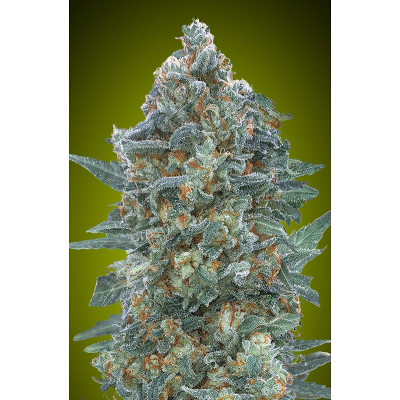 Auto Critical Lemon CBD · Advanced Seeds · kenevir tohum - Disi · AutoFem