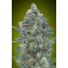 Auto Critical Lemon CBD · Advanced Seeds · sementes de maconha · AutoFem