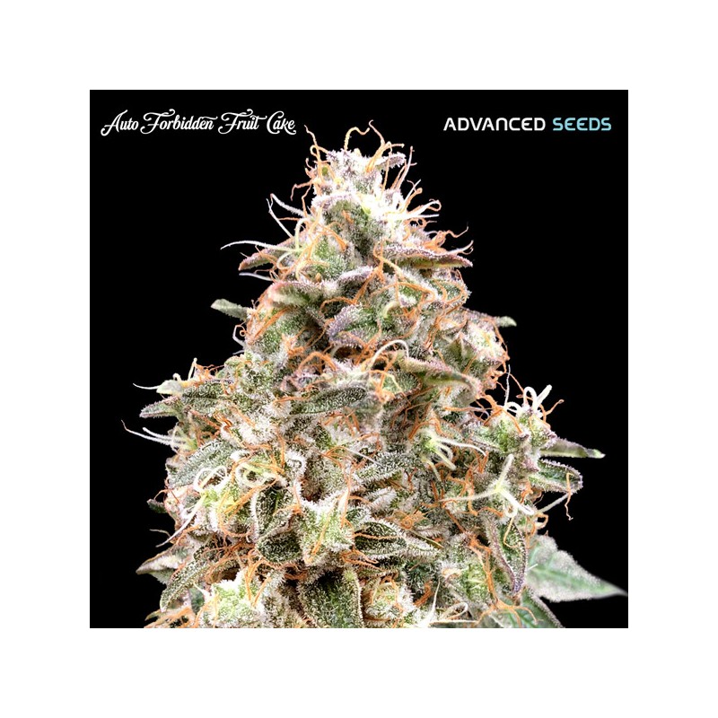 Auto Forbidden Fruit · Advanced Seeds · sementes de maconha · AutoFem