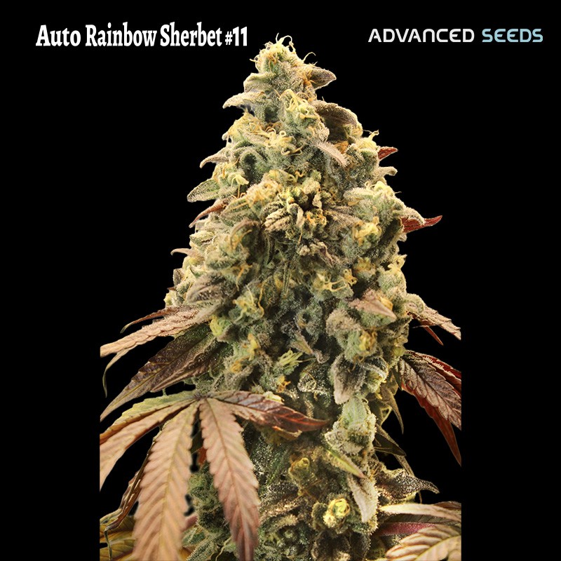 Auto Rainbow Sherbet 11 · Advanced Seeds · sementes de maconha · AutoFem