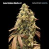 Auto Rainbow Sherbet 11 · Advanced Seeds · graines de cannabis · AutoFem