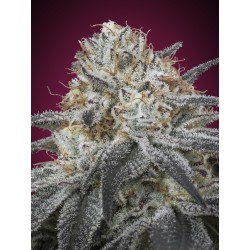 Auto Slurricane · Advanced Seeds · graines de cannabis · AutoFem