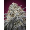 Auto Slurricane · Advanced Seeds · kaufen · cannabis samen · AutoFem