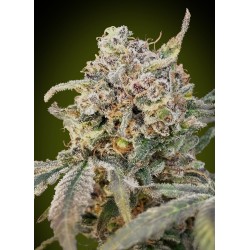 Auto Somango Glue · Advanced Seeds · kenevir tohum - Disi · AutoFem