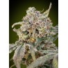Auto Somango Glue · Advanced Seeds · kenevir tohum - Disi · AutoFem
