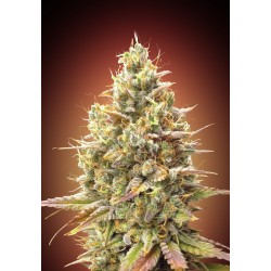 Auto Strawberry Banana · Advanced Seeds · kaufen · cannabis samen · AutoFem