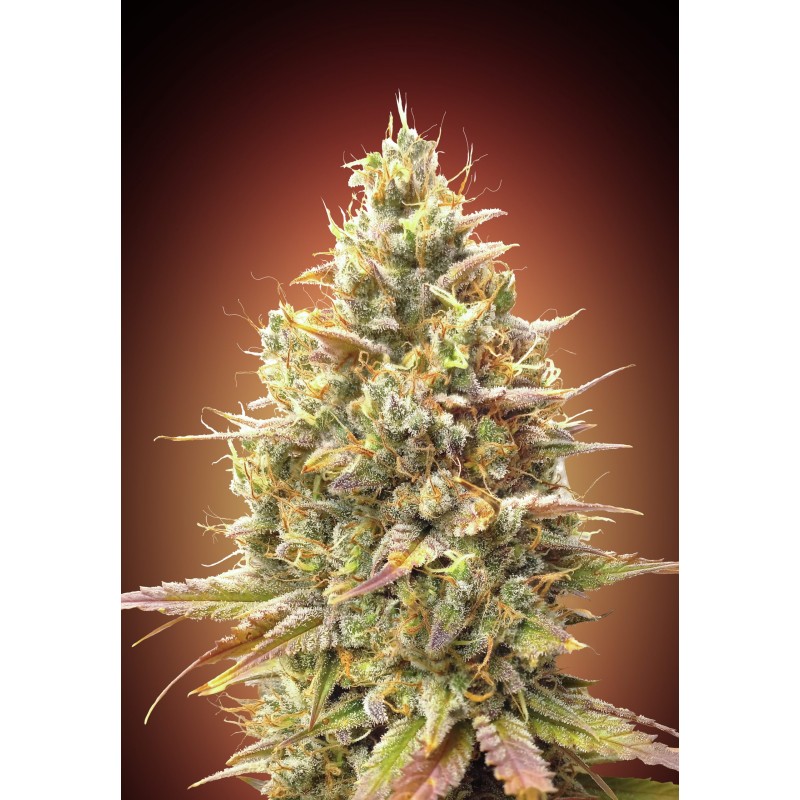 Auto Strawberry Banana · Advanced Seeds · cannabis seeds · AutoFem