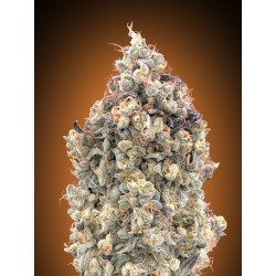 Auto Watermelon OG · Advanced Seeds · sementes de maconha · AutoFem