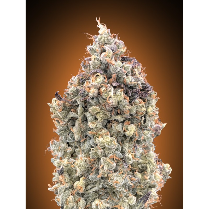Auto Watermelon OG · Advanced Seeds · graines de cannabis · AutoFem