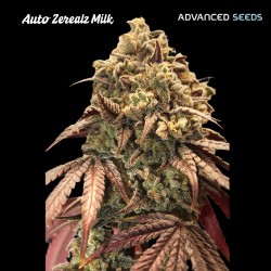 Auto Zerealz Milk · Advanced Seeds · graines de cannabis · AutoFem