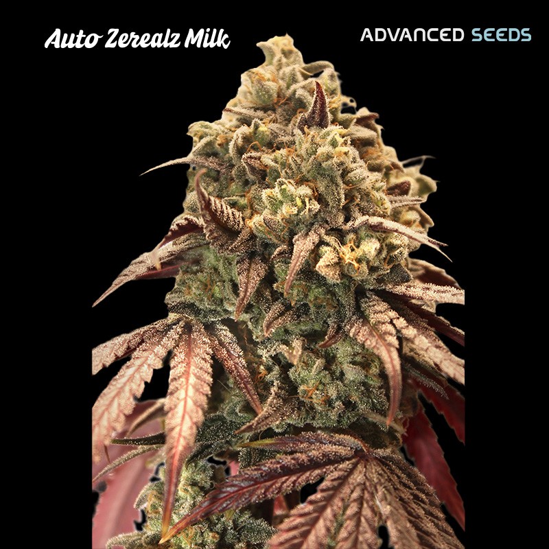 Auto Zerealz Milk · Advanced Seeds · sementes de maconha · AutoFem