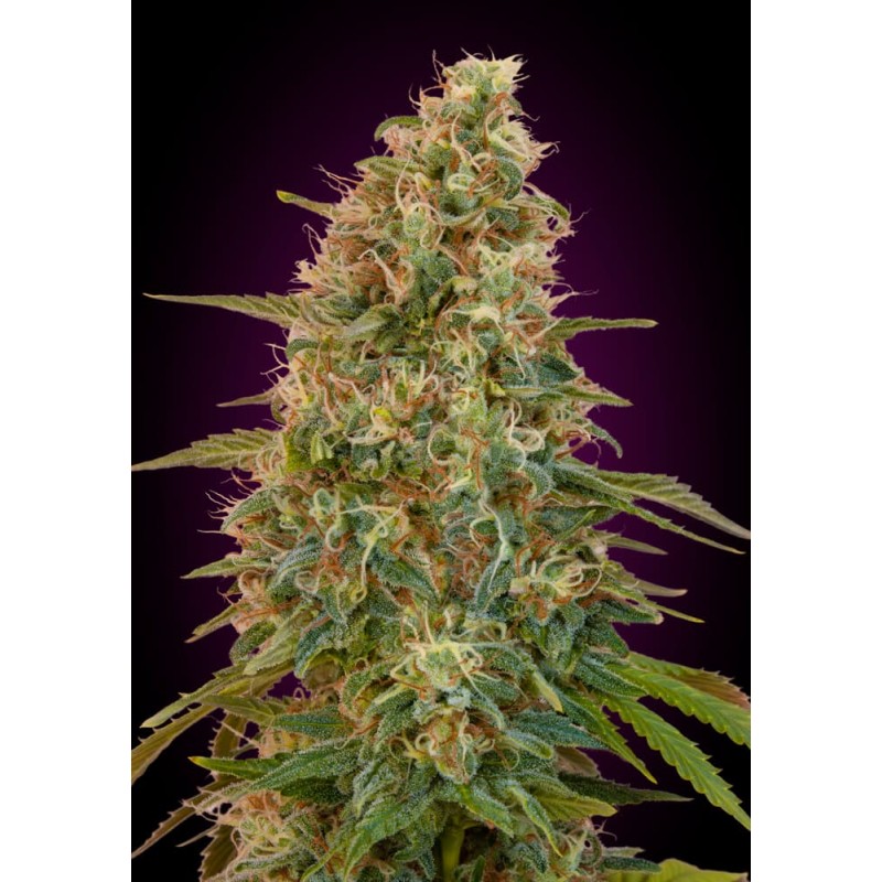 Auto Zkittlez · Advanced Seeds · graines de cannabis · AutoFem