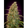 Auto Zkittlez · Advanced Seeds · kaufen · cannabis samen · AutoFem