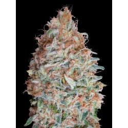 Banana Cookies · Advanced Seeds · kenevir tohum - disi · Fem