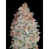Banana Cookies · Advanced Seeds · sementes de maconha · Fem