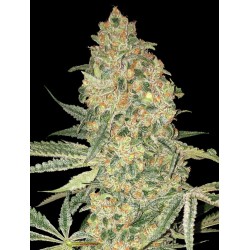 Bruce Banner · Advanced Seeds · kenevir tohum - disi · Fem