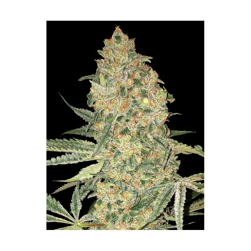 Bruce Banner · Advanced Seeds · kaufen · cannabis samen · Fem
