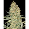 Bruce Banner · Advanced Seeds · kaufen · cannabis samen · Fem
