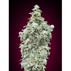 Cherry Pie · Advanced Seeds · kenevir tohum - disi · Fem