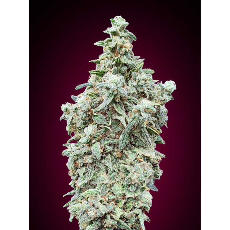 Cherry Pie · Advanced Seeds · kenevir tohum - disi · Fem
