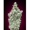 Cherry Pie · Advanced Seeds · cannabis seeds · Fem