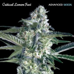 Critical Lemon Fast · Advanced Seeds · kenevir tohum - disi · Fem