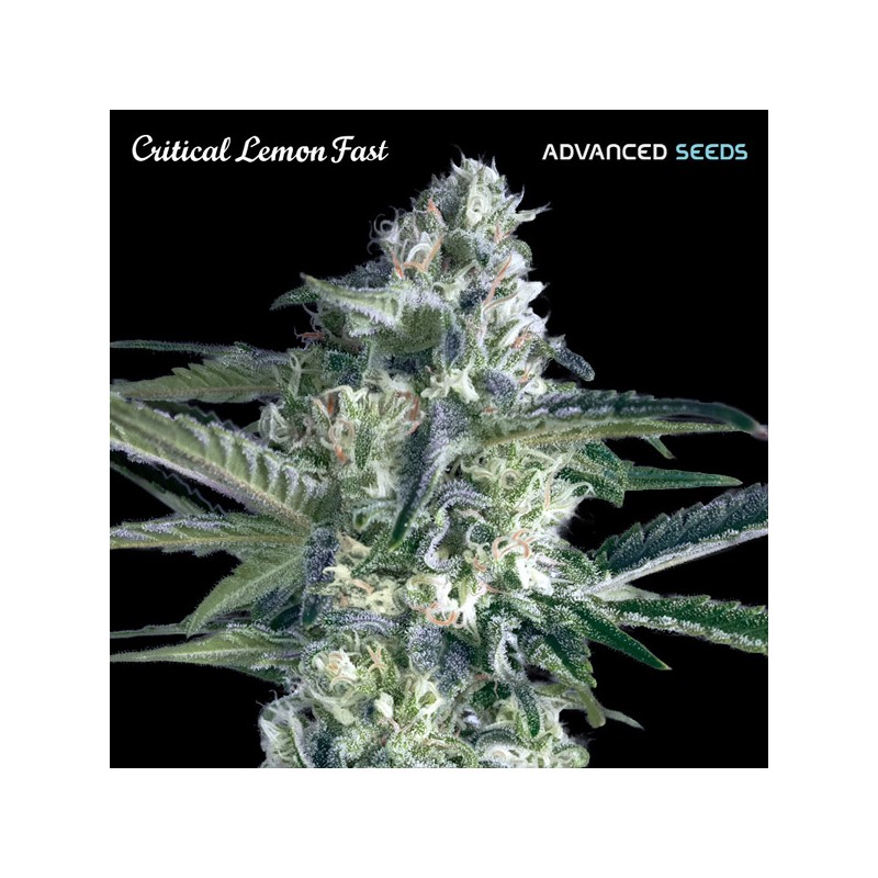 Critical Lemon Fast · Advanced Seeds · cannabis seeds · Fem