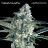 Critical Lemon Fast · Advanced Seeds · kaufen · cannabis samen · Fem