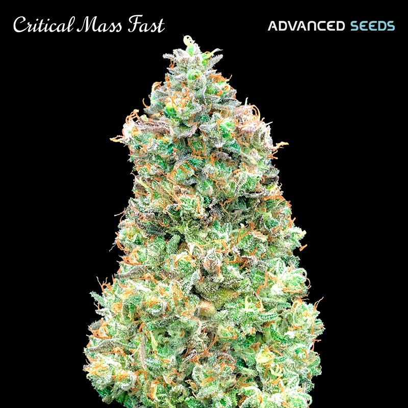 Critical Mass Fast · Advanced Seeds · graines de cannabis · Fem